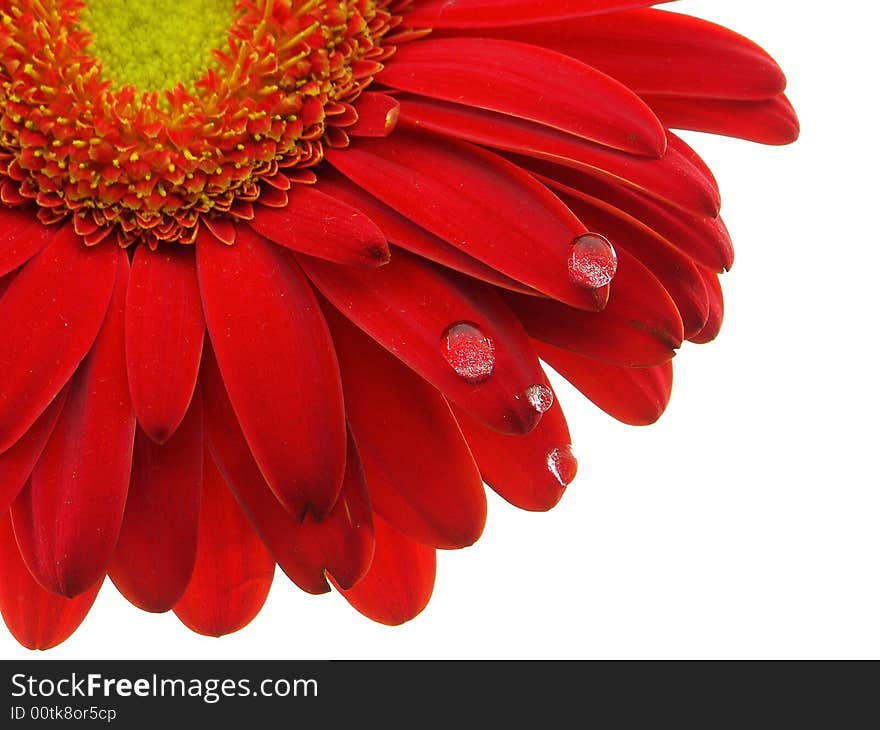 Red gerbera daisy with the focus on the petals and water drops