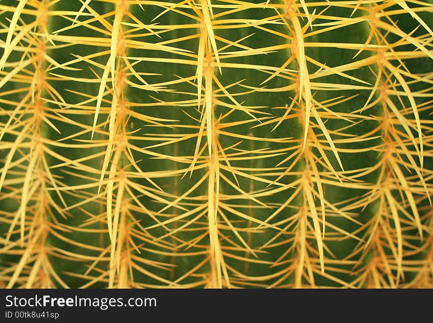 Cactus Needles