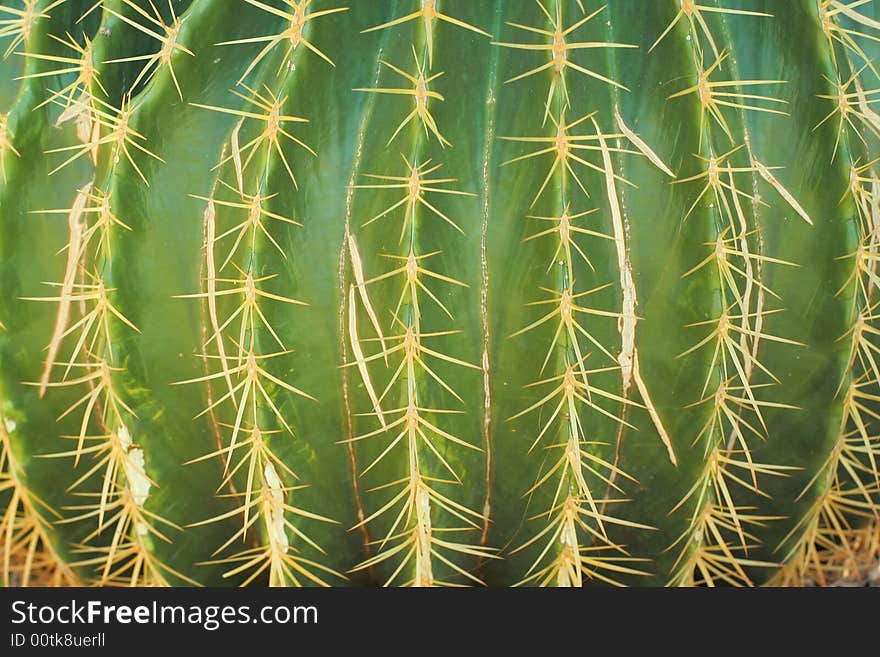 Close up shot of a sharp green cactus. Close up shot of a sharp green cactus