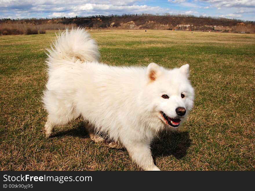 A dog running on the grass in a park