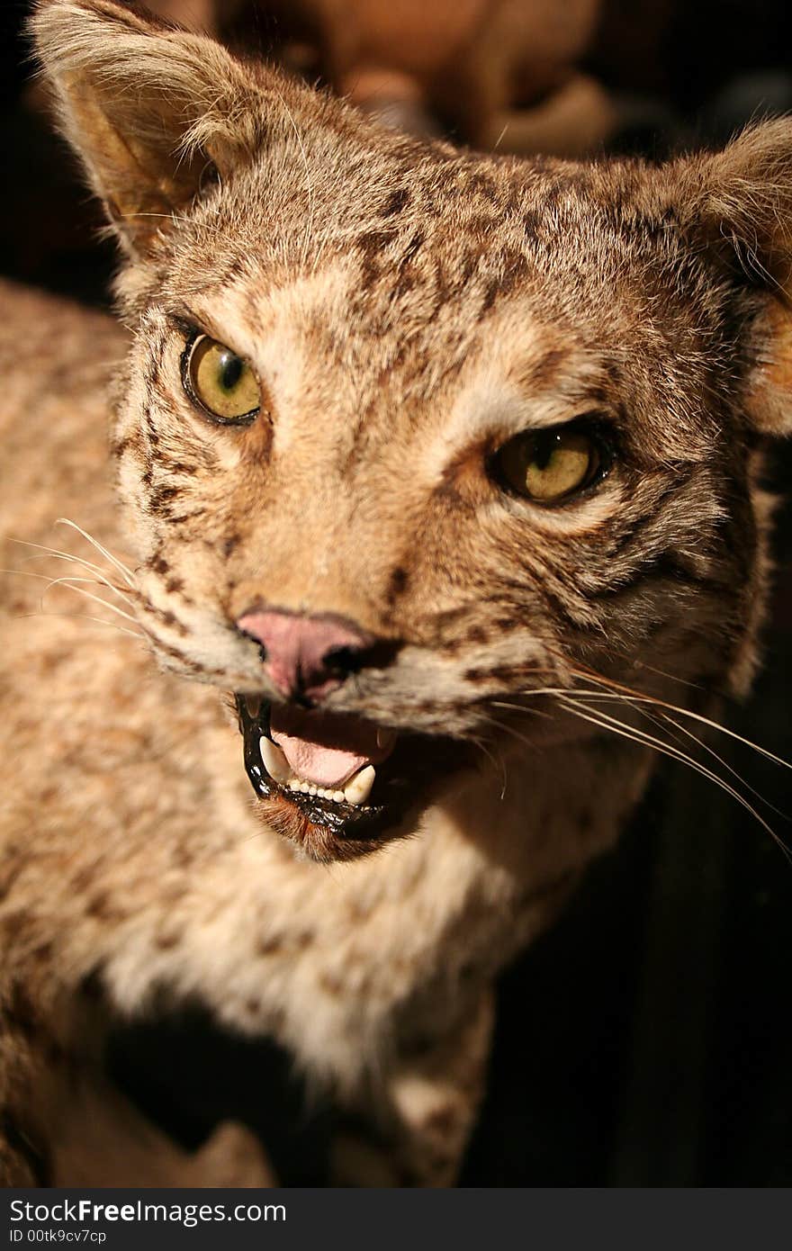 A dirorama of some stuffed animals at the Dallas Museum of Nature and Science include a bobcat. A dirorama of some stuffed animals at the Dallas Museum of Nature and Science include a bobcat.