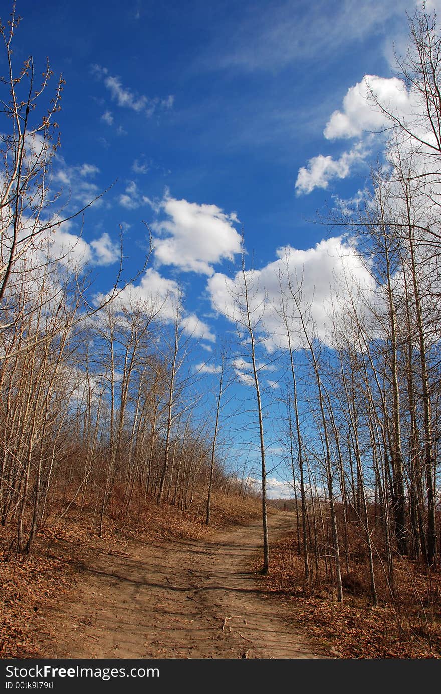 Clouds above woods