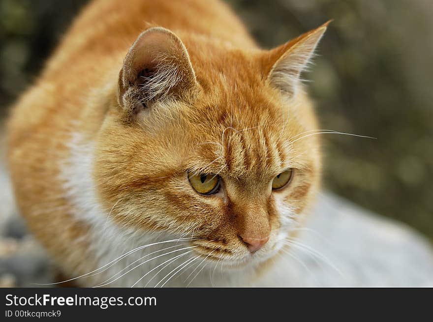 The cat is staring at rat