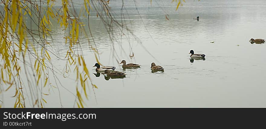 Ducks on the water in the fall