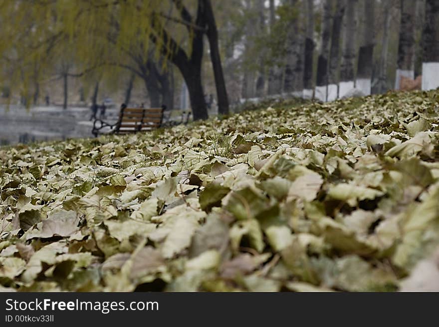 Leaves on the ground in winter of beijing