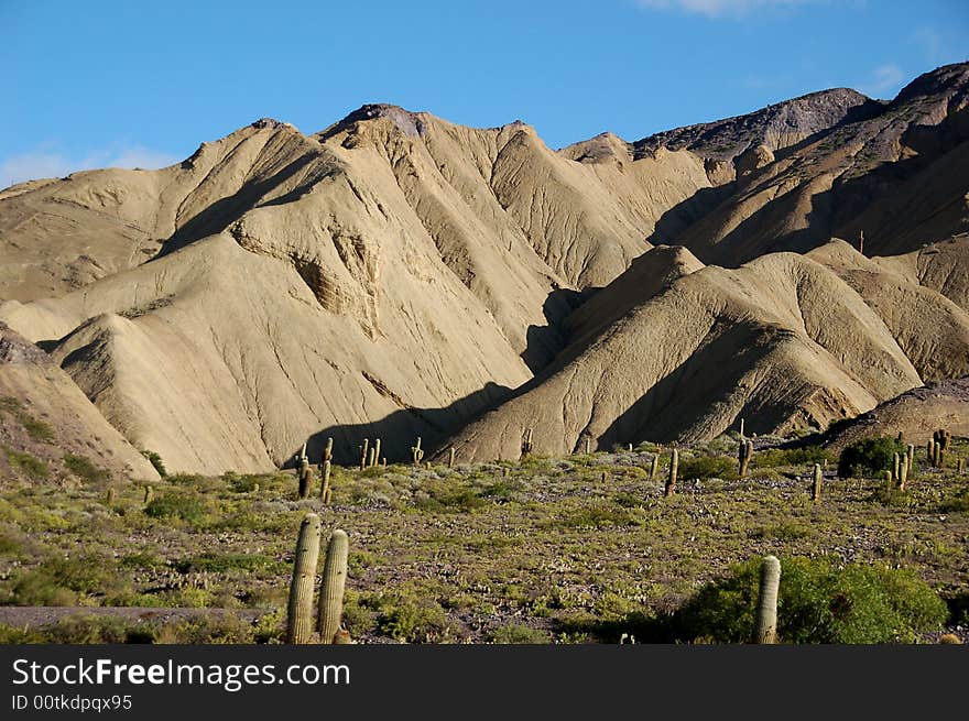 Cactus field in mountainscape