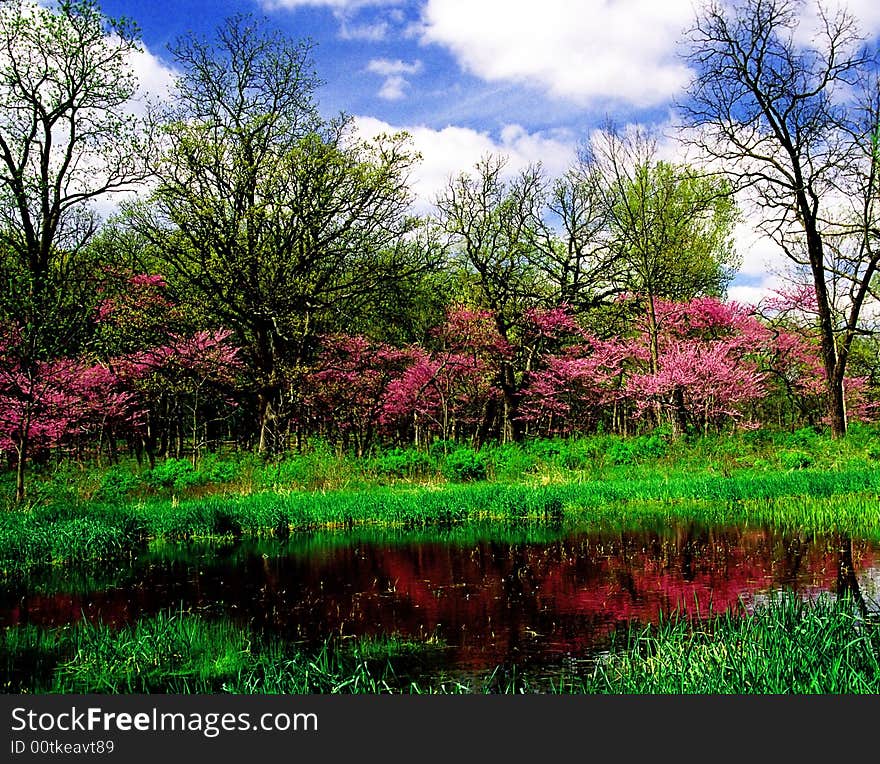 Blossoming Park