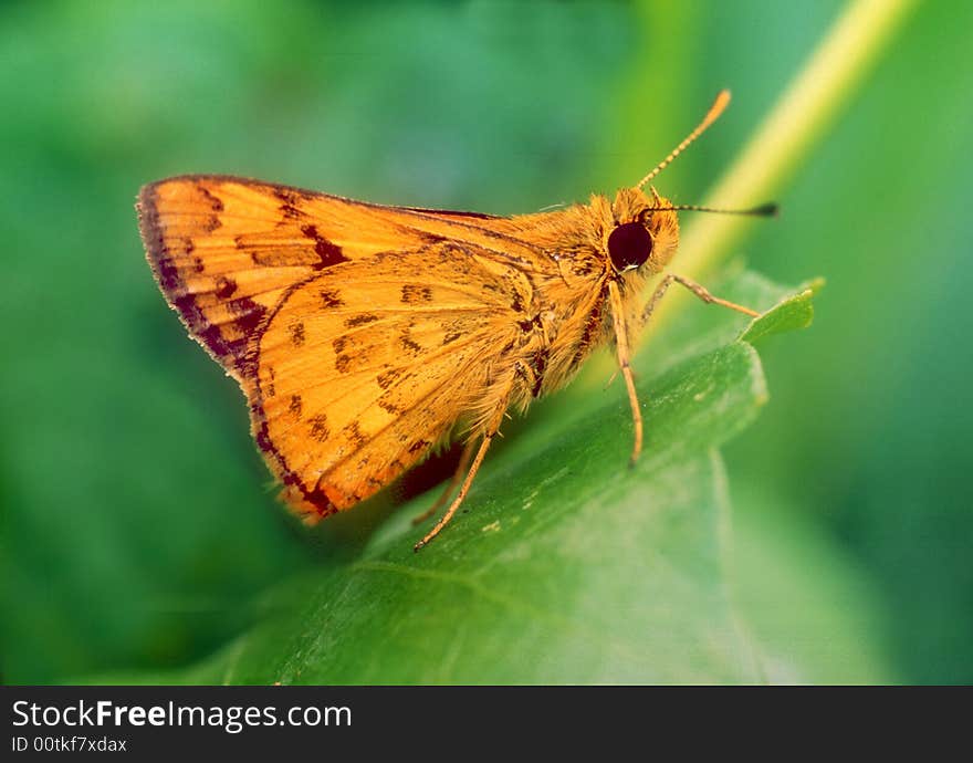 Butterfly stay on green leaf