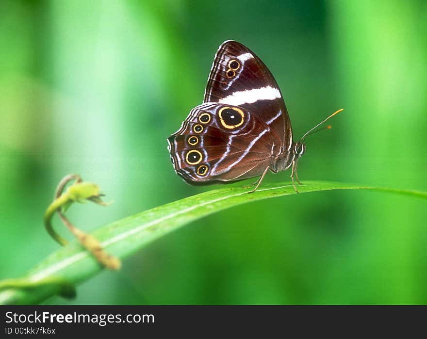 Butterfly stay on green leaf