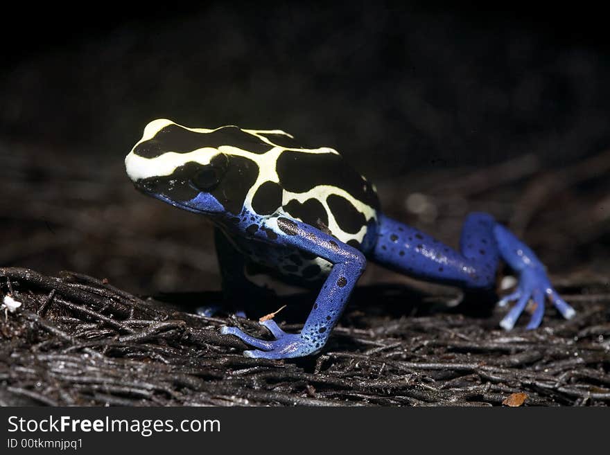 In South America, there are many magnificent colorful frogs, kept in terrariums and can be bred. In South America, there are many magnificent colorful frogs, kept in terrariums and can be bred