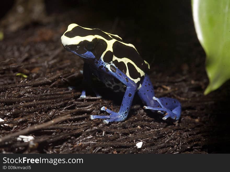 In South America, there are many magnificent colorful frogs, kept in terrariums and can be bred. In South America, there are many magnificent colorful frogs, kept in terrariums and can be bred