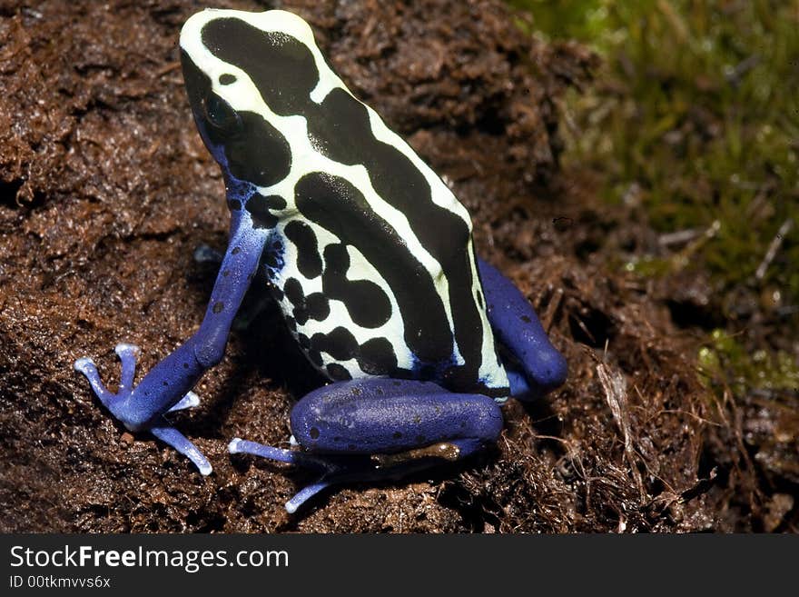 Exotic Frog