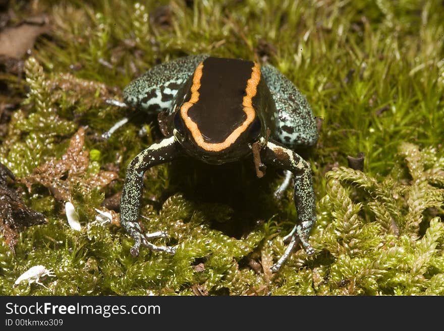 In South America, there are many magnificent colorful frogs, kept in terrariums and can be bred. In South America, there are many magnificent colorful frogs, kept in terrariums and can be bred