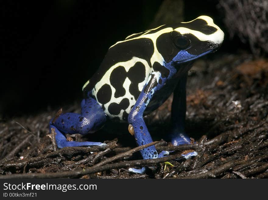 Exotic Frog