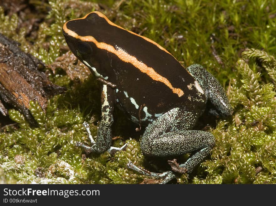 In South America, there are many magnificent colorful frogs, kept in terrariums and can be bred. In South America, there are many magnificent colorful frogs, kept in terrariums and can be bred