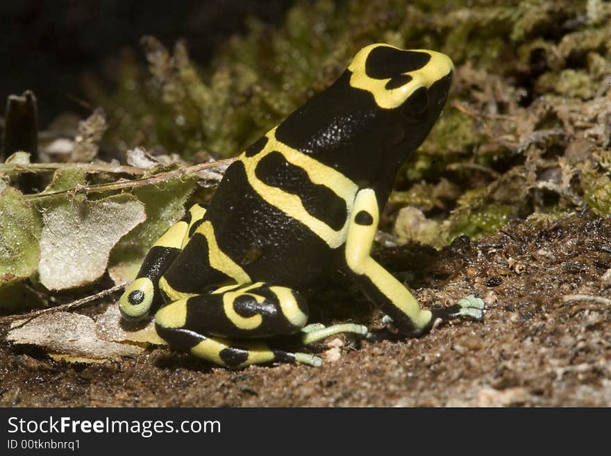 In South America, there are many magnificent colorful frogs, kept in terrariums and can be bred. In South America, there are many magnificent colorful frogs, kept in terrariums and can be bred