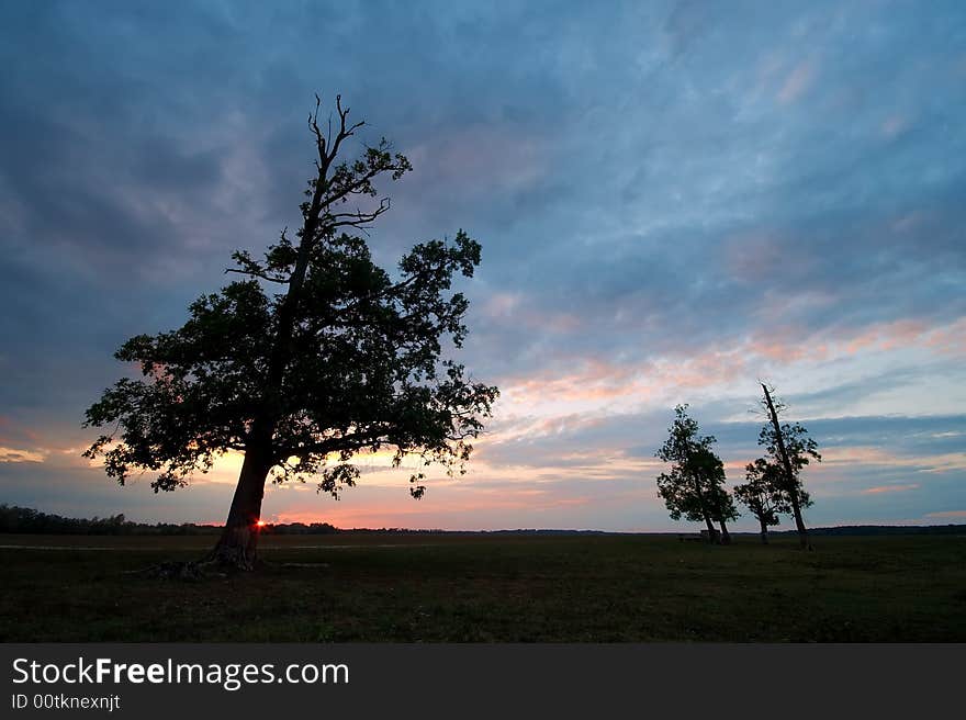 Trees on meadow