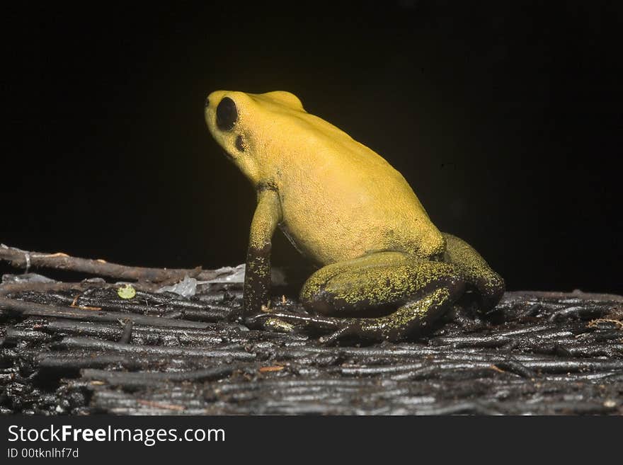 In South America, there are many magnificent colorful frogs, kept in terrariums and can be bred. In South America, there are many magnificent colorful frogs, kept in terrariums and can be bred