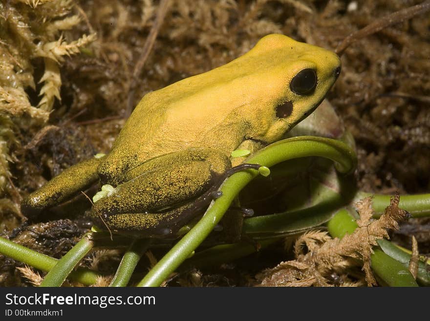 In South America, there are many magnificent colorful frogs, kept in terrariums and can be bred. In South America, there are many magnificent colorful frogs, kept in terrariums and can be bred