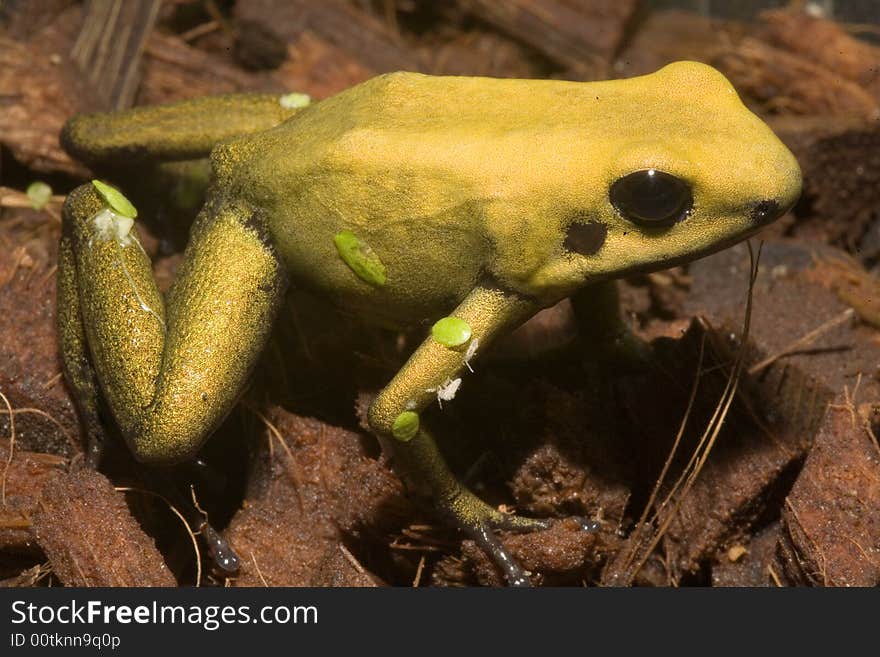 In South America, there are many magnificent colorful frogs, kept in terrariums and can be bred. In South America, there are many magnificent colorful frogs, kept in terrariums and can be bred