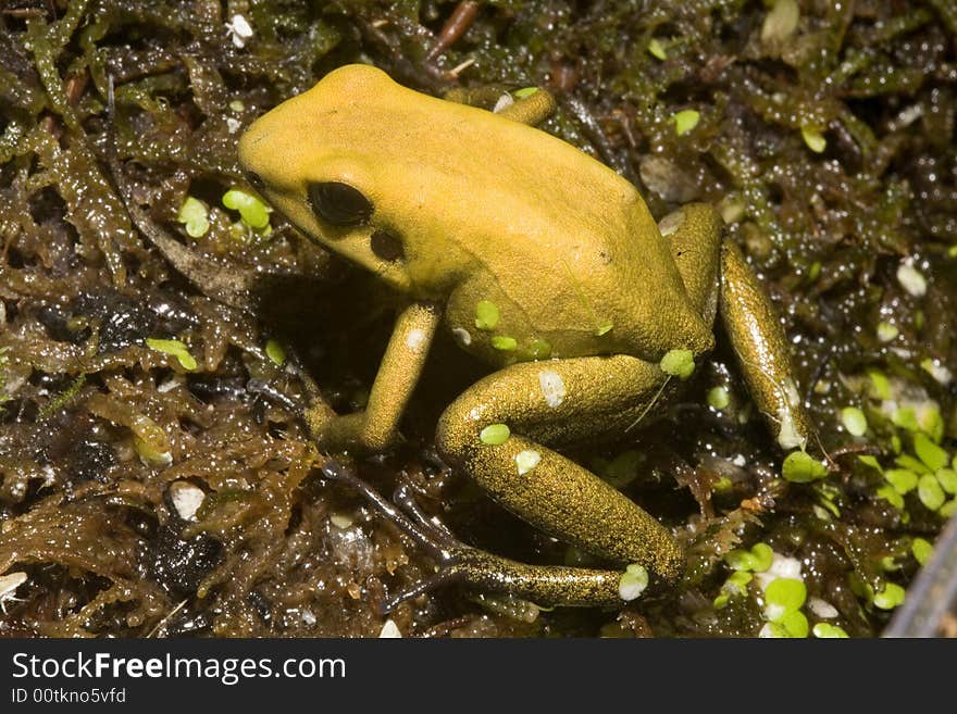 In South America, there are many magnificent colorful frogs, kept in terrariums and can be bred. In South America, there are many magnificent colorful frogs, kept in terrariums and can be bred