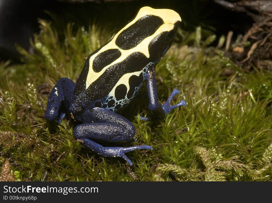 In South America, there are many magnificent colorful frogs, kept in terrariums and can be bred. In South America, there are many magnificent colorful frogs, kept in terrariums and can be bred