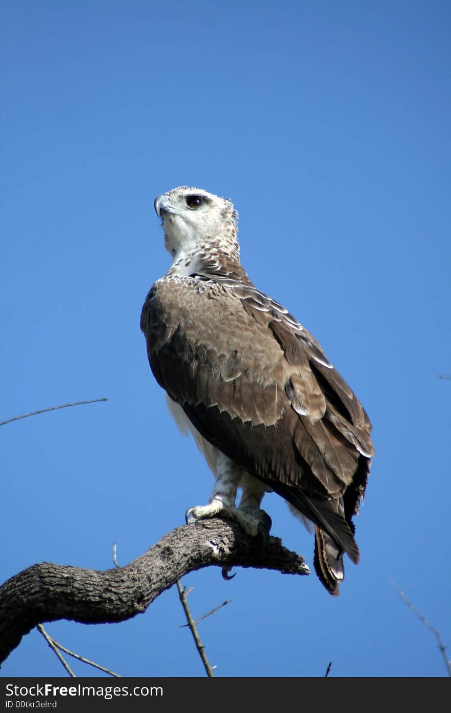 Alert Eagle