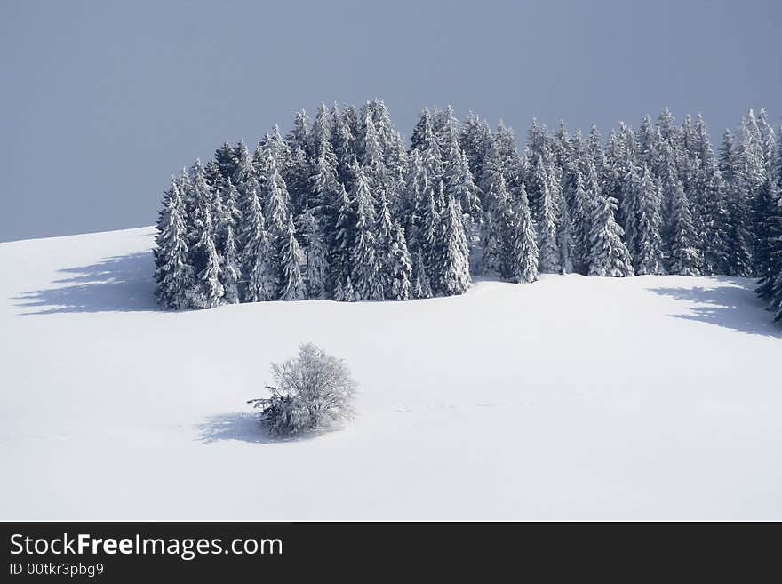 Winter landscape, firs