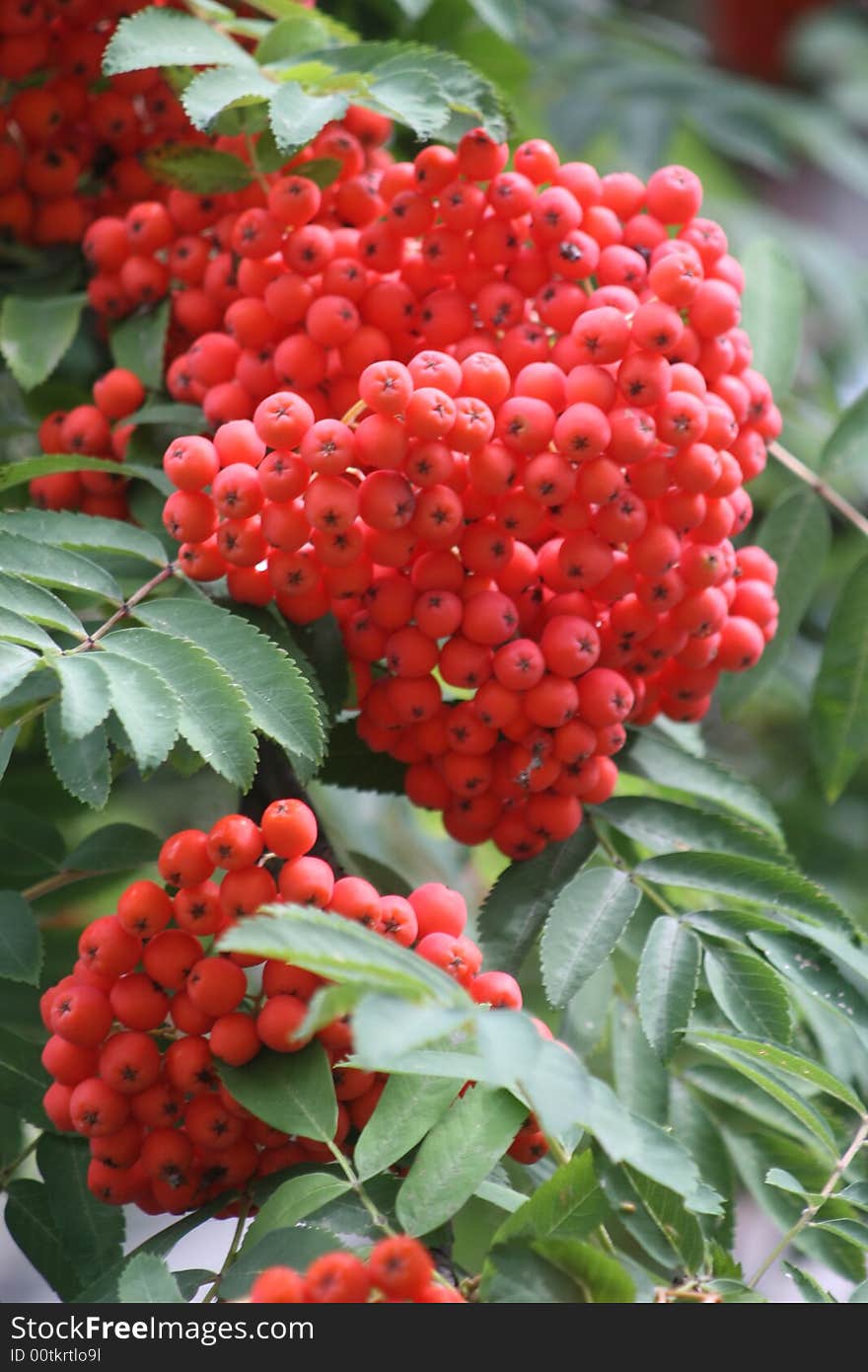 Bush of red juicy ashberry