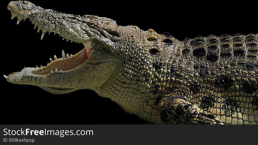 A crocodile with wide open gap against black background