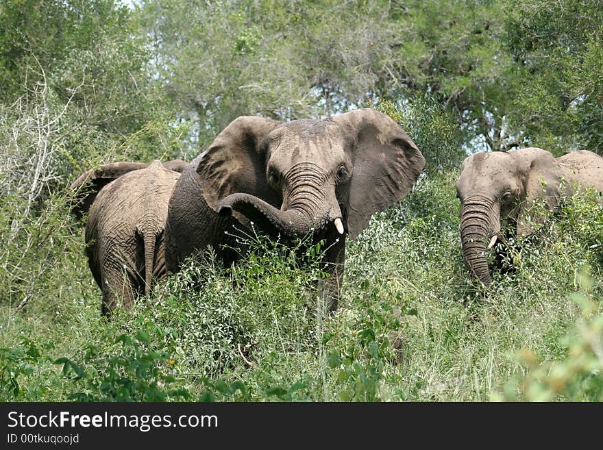 Several elephants browsing the vegetation for food at Kruger National Park in South Africa. Several elephants browsing the vegetation for food at Kruger National Park in South Africa