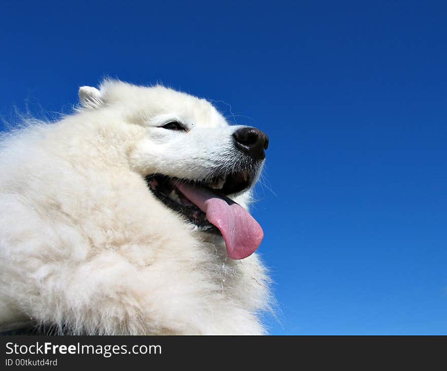 Samoyed dog with clear blue sky in the background