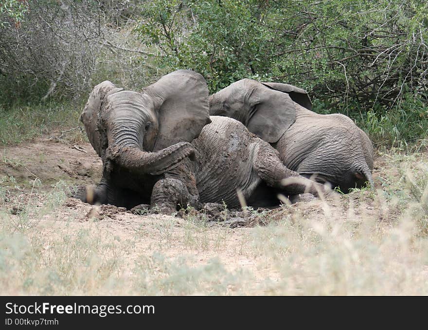 Playful Elephants