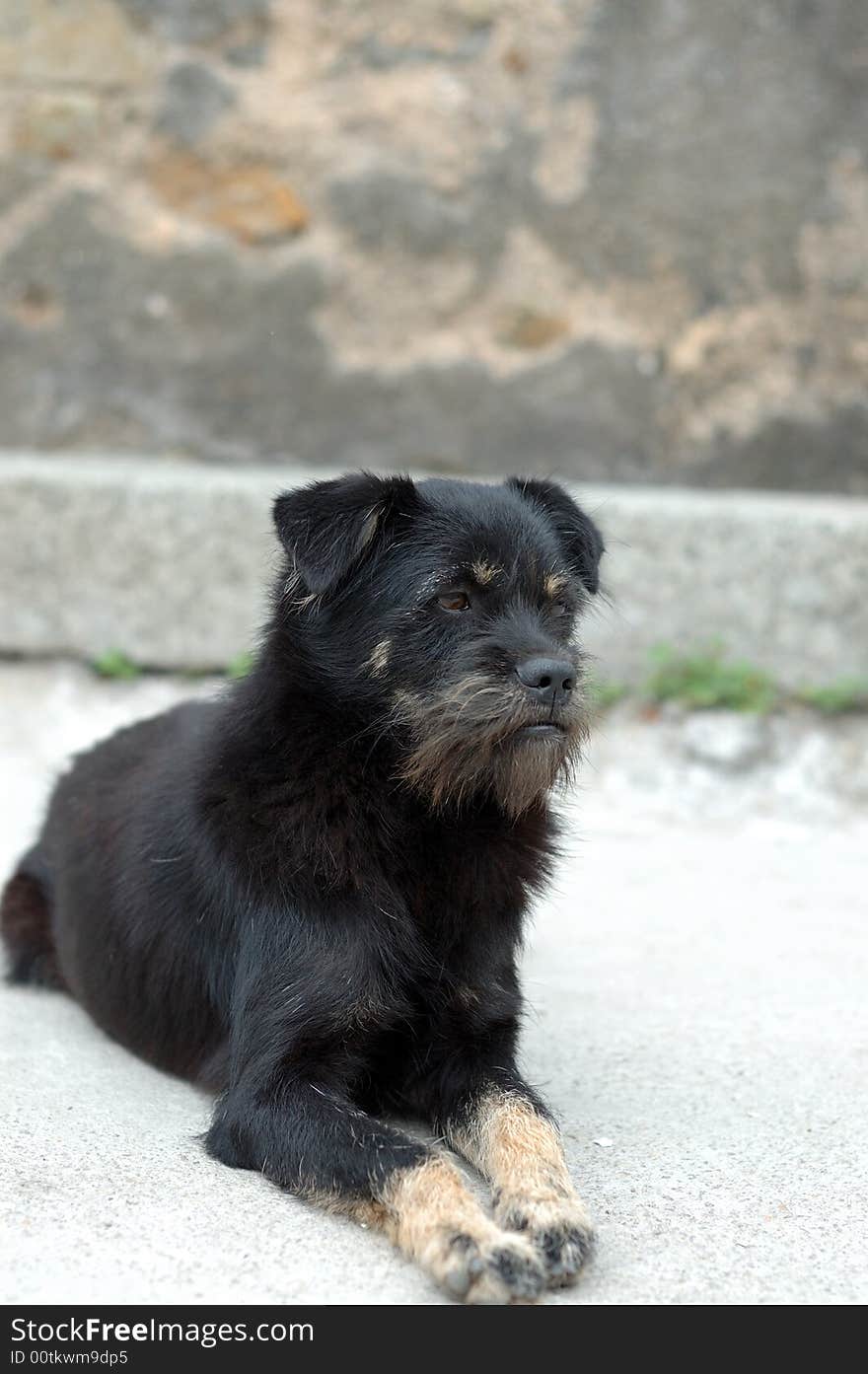 It is a black dog with whiskers. A mope dog.