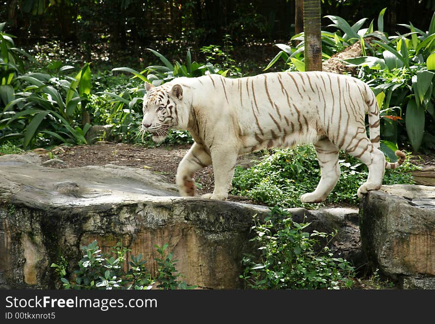 Tiger white