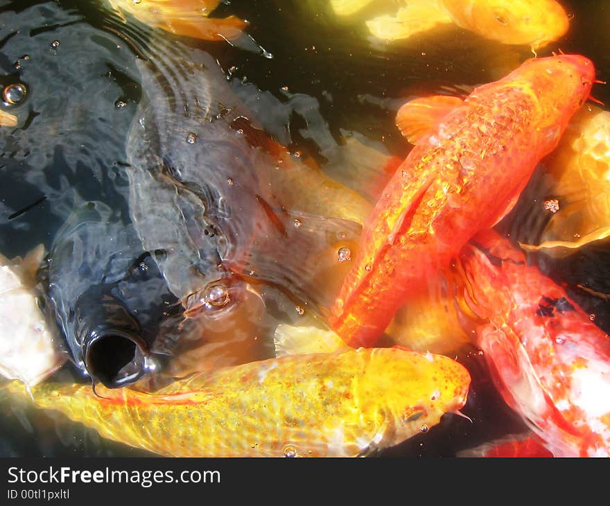 A group of hungry Koi fish fighting to the top of the pound for food.