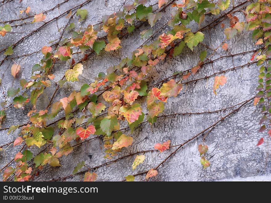 Red and green autumn leaf on a wall