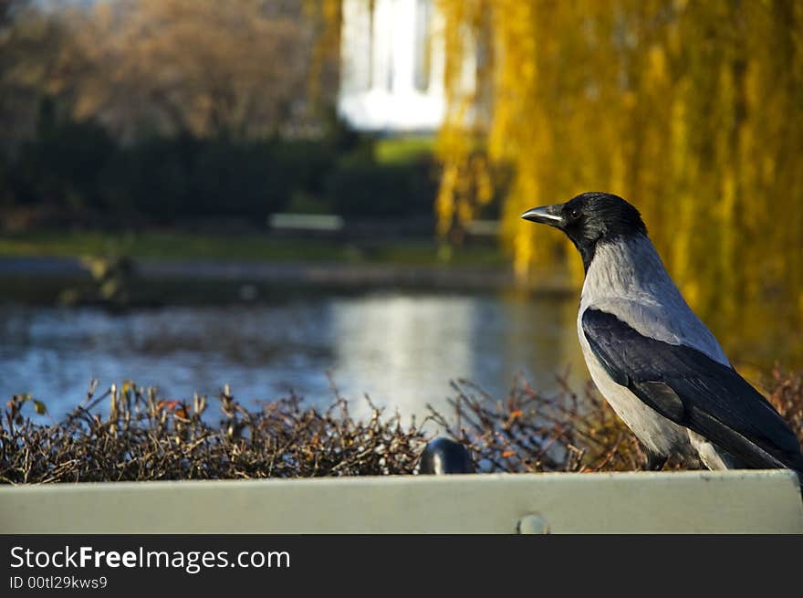 Crow on bench