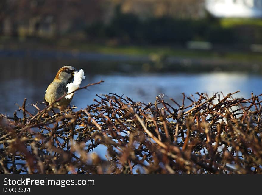 Sparrow Eating