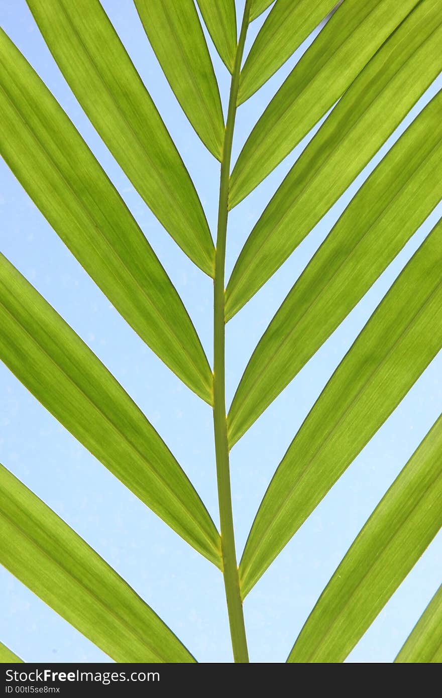 Palm branch