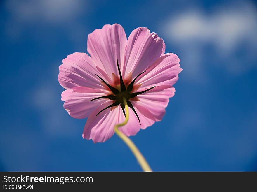 Pink flower with blue sky