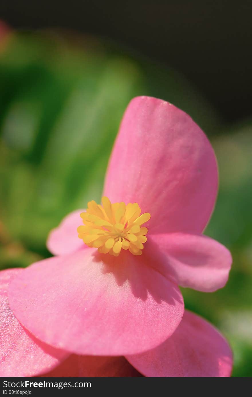 A close up shot of pink flower