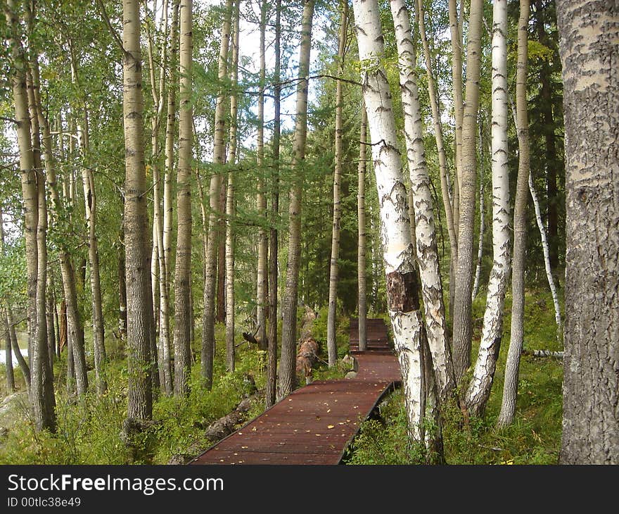 A small walking passage into the woods in the outskirts of xing-jiang province of china. A small walking passage into the woods in the outskirts of xing-jiang province of china