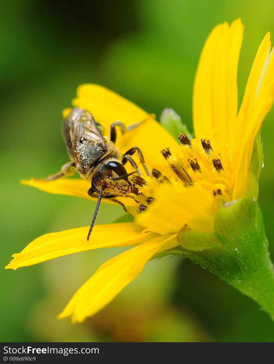 Bee collecting nectar on yellow flower. Bee collecting nectar on yellow flower