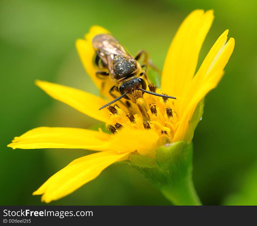 Bee On Yellow Flower