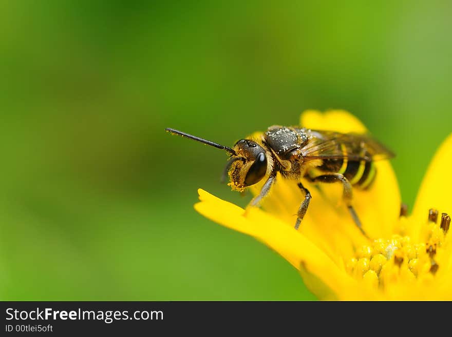 Bee about to takeoff from the yellow flower. Bee about to takeoff from the yellow flower