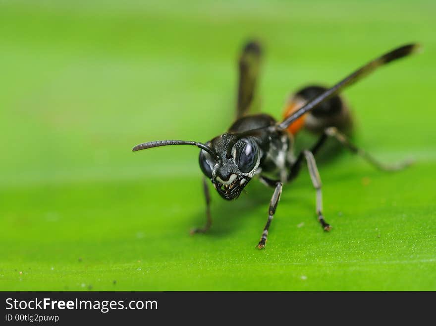 Flying insect on a green leaf