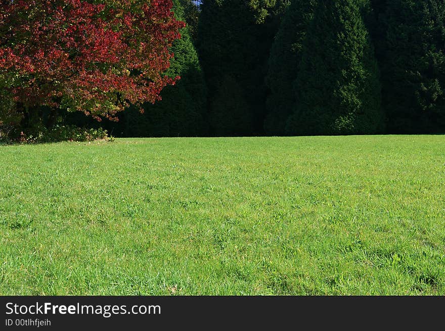 Green meadow and tree with red leaves. Very soft focus. Green meadow and tree with red leaves. Very soft focus.