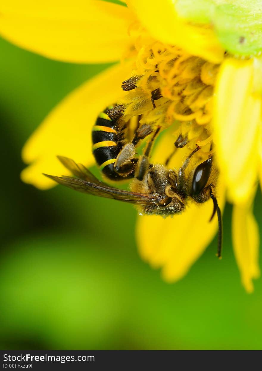 A bee collecting nectar from a yellow flower. A bee collecting nectar from a yellow flower