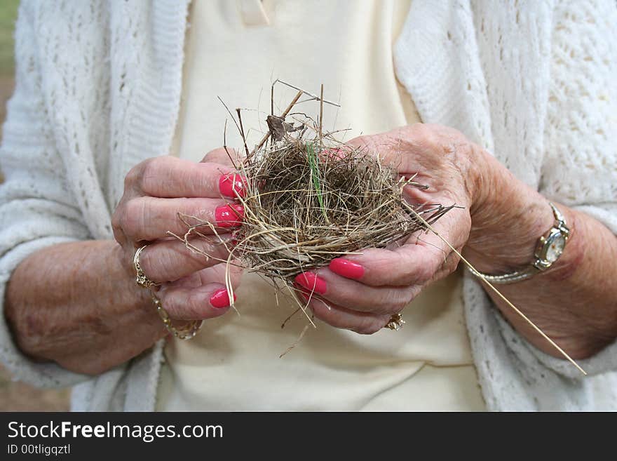 Bird nest